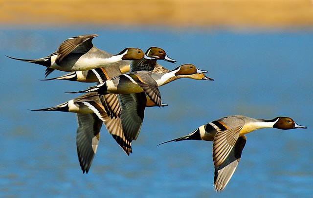 Northern pintail ducks, pintail courtship flight