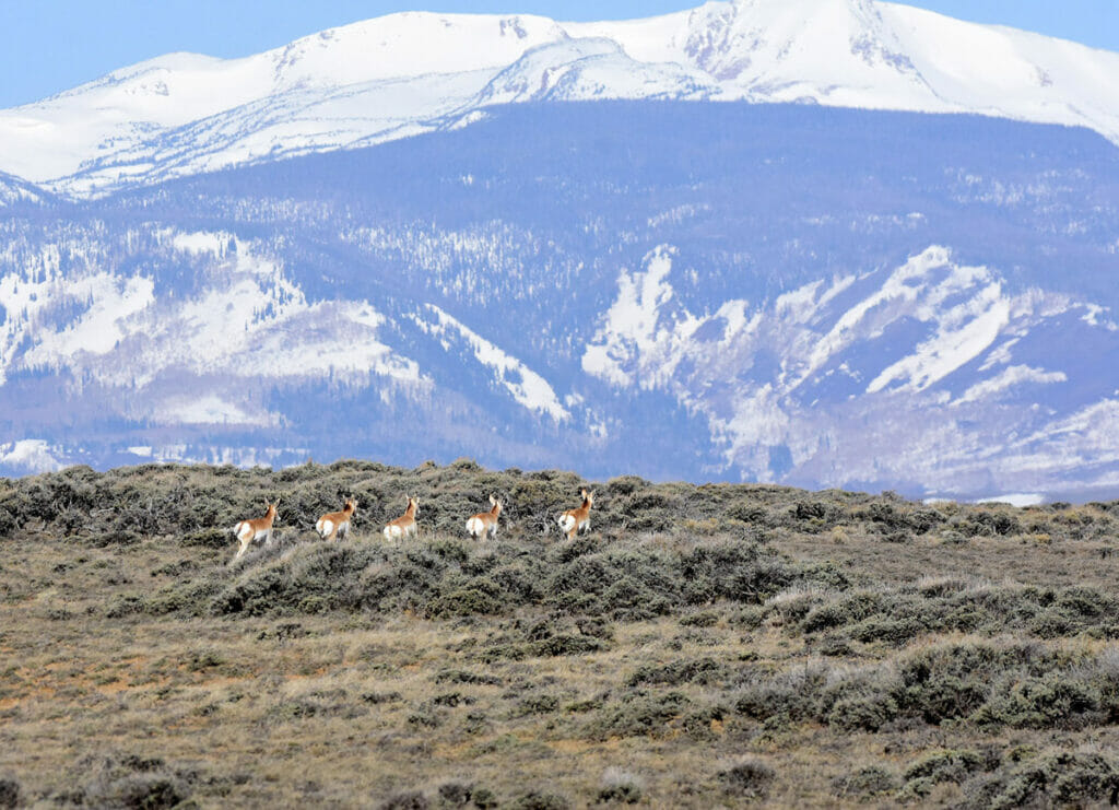 Pronghorn