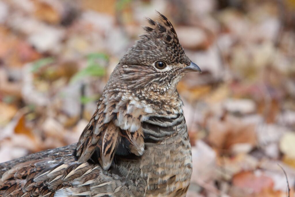 Grouse