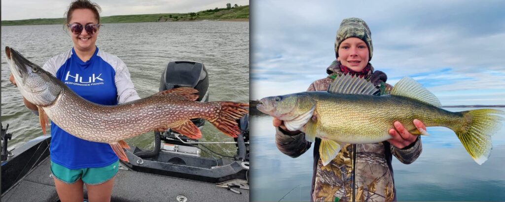 Northern pike (1)
